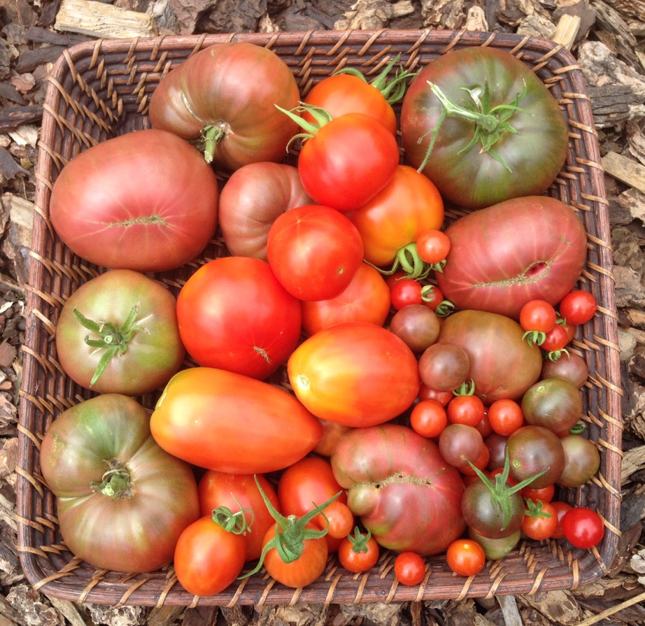 basket of dark tomatoes