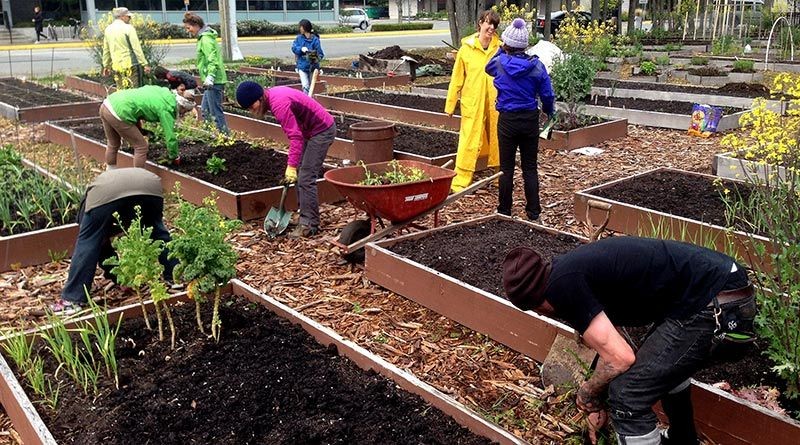 5 Smart Reasons To Join A Community Garden Today!
