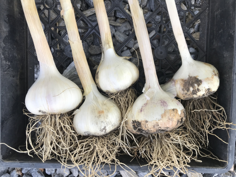 Garlic: &quot;How To Harvest and Cure&quot; Video