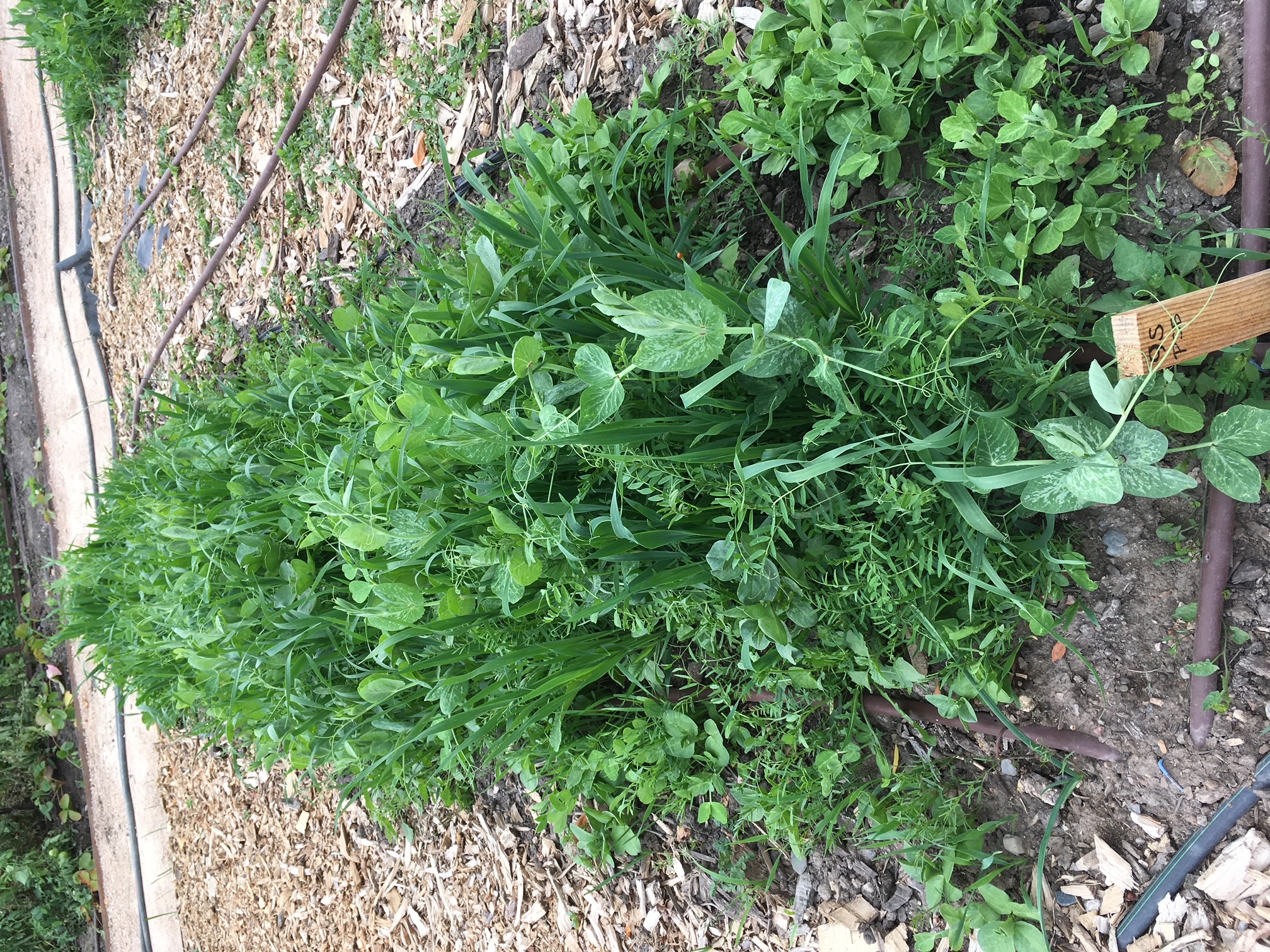 Cover crop row