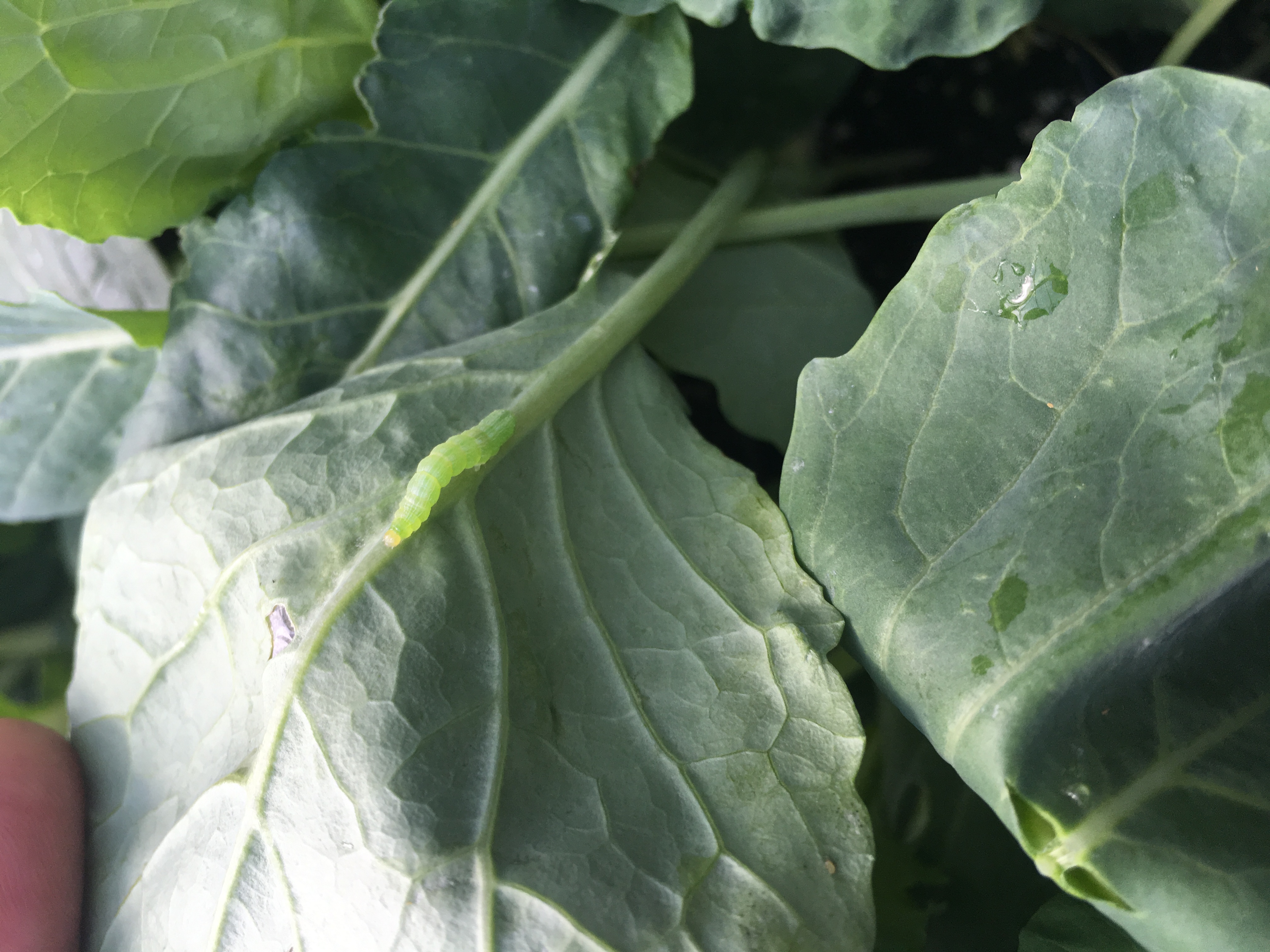 Organic Pest Management Cabbage Looper