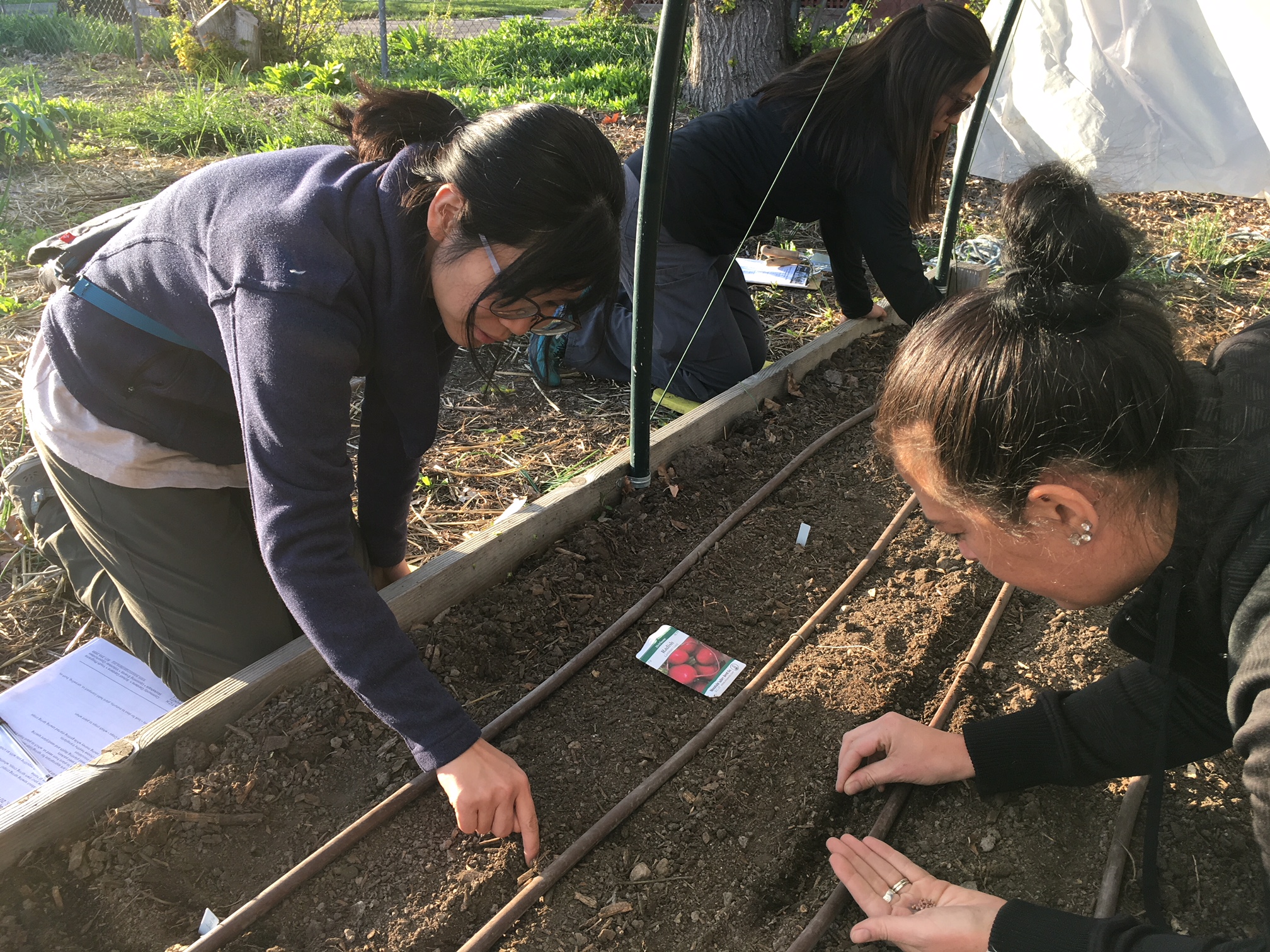 Sowing Spring Crops