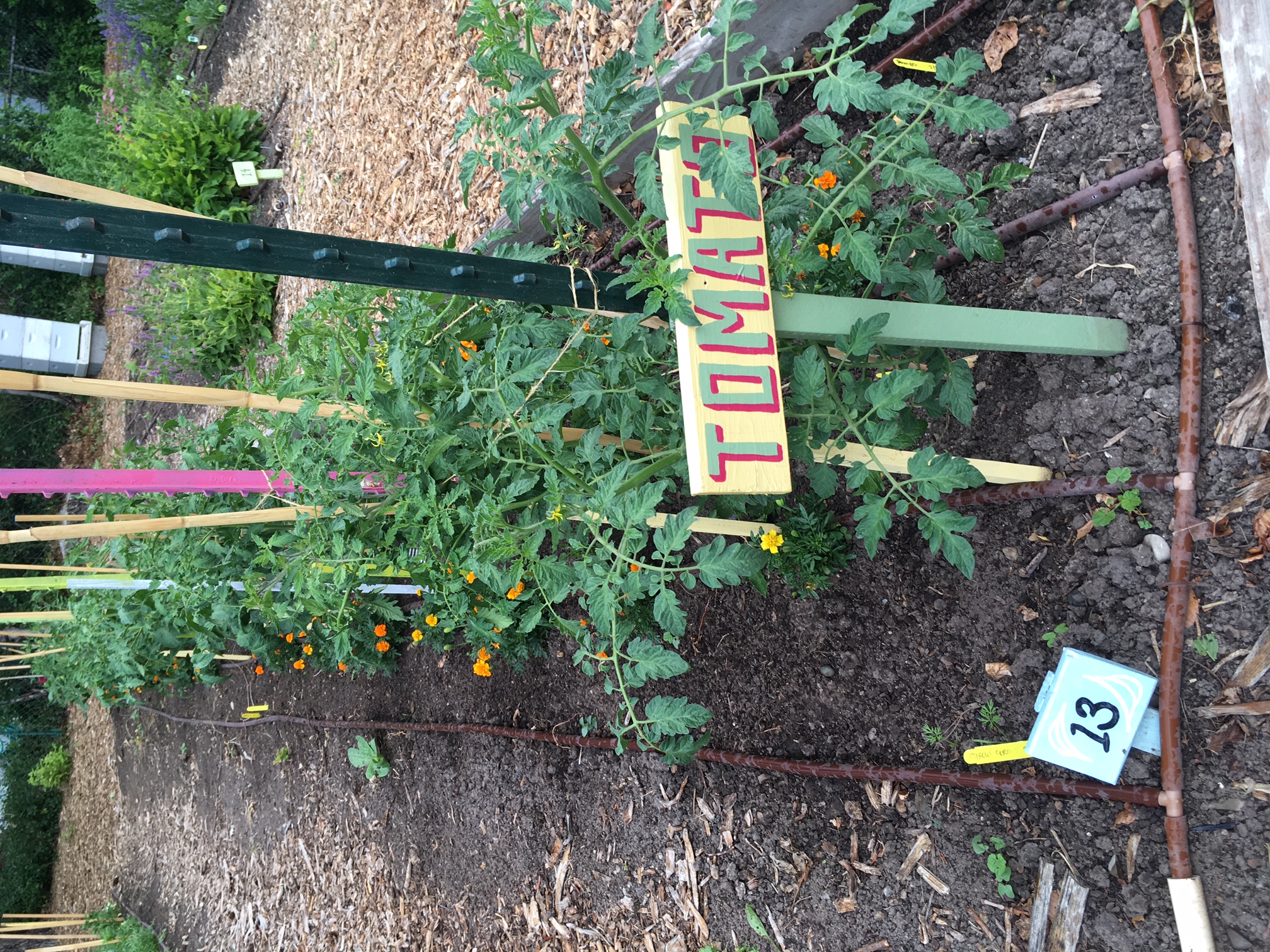 Tomato Row June 2018 GTG