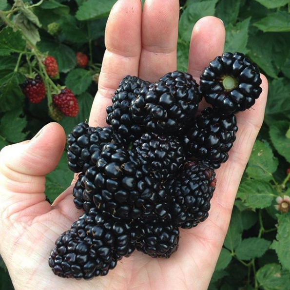 Blackberries held in a hand