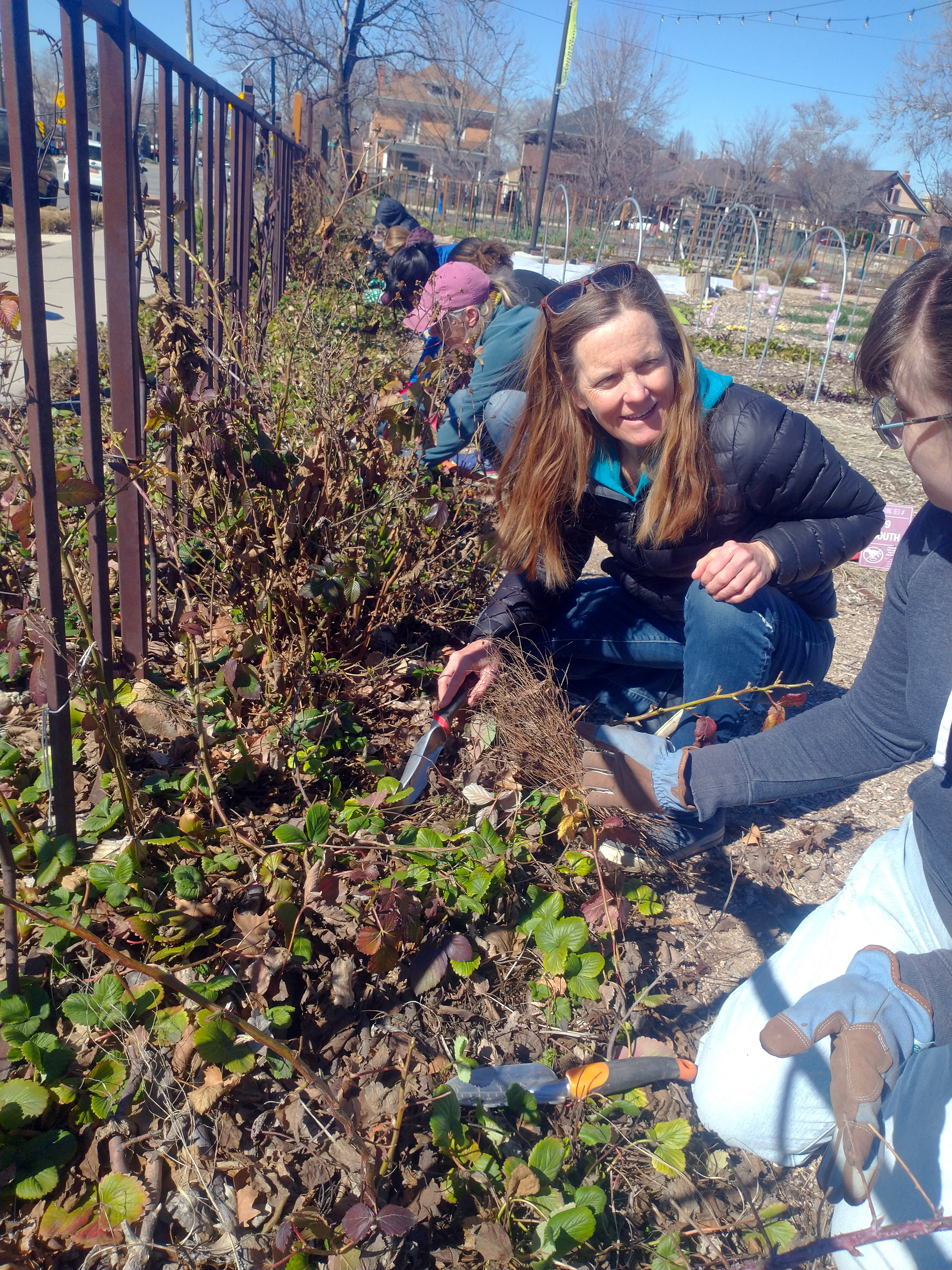Students separating strawberry plants at Campus
