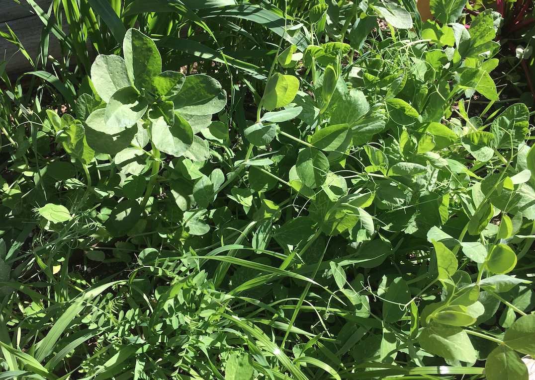 Cover Crops after 1 month