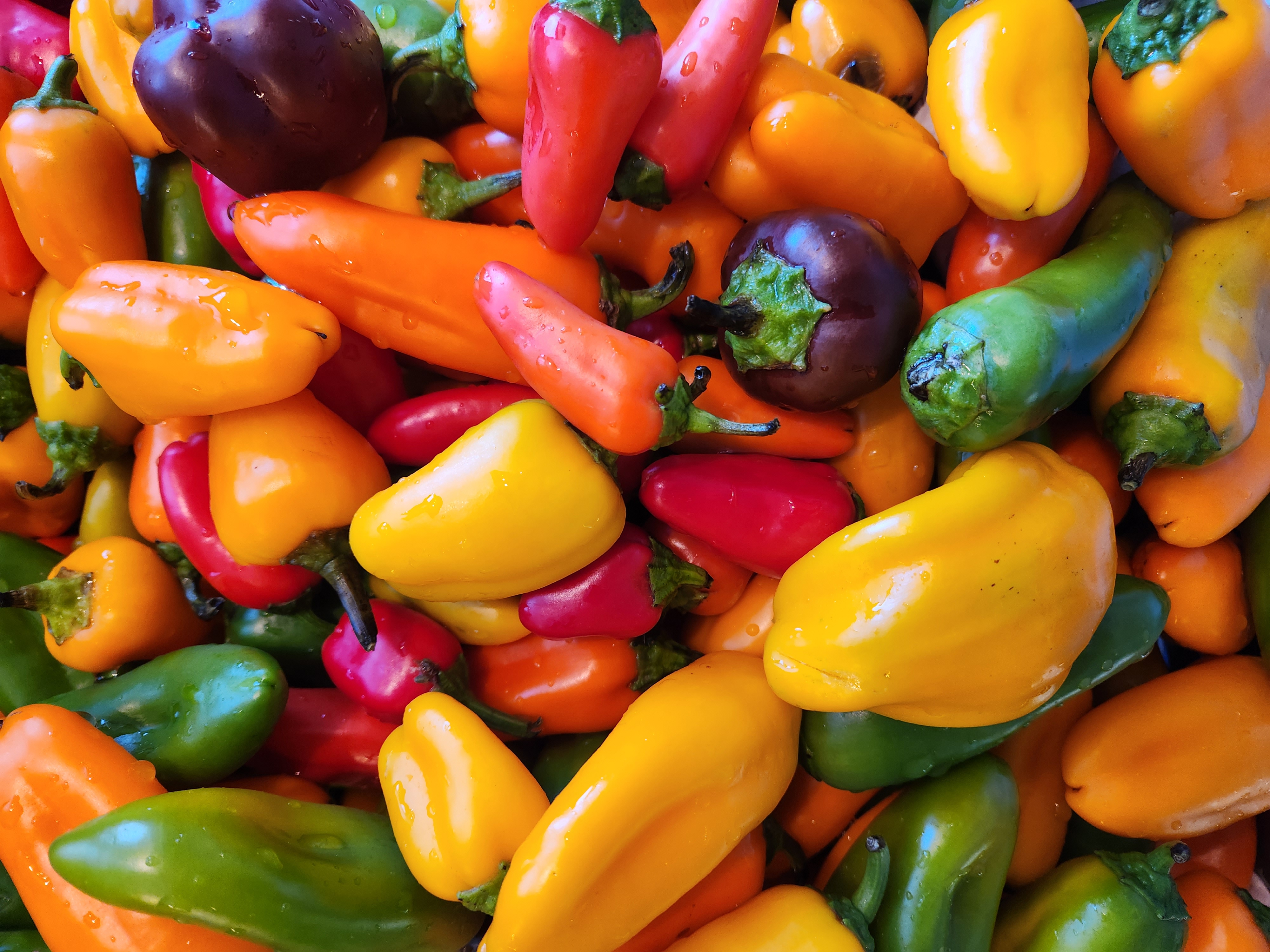 EDP ShirleySteinmacherPeppers
