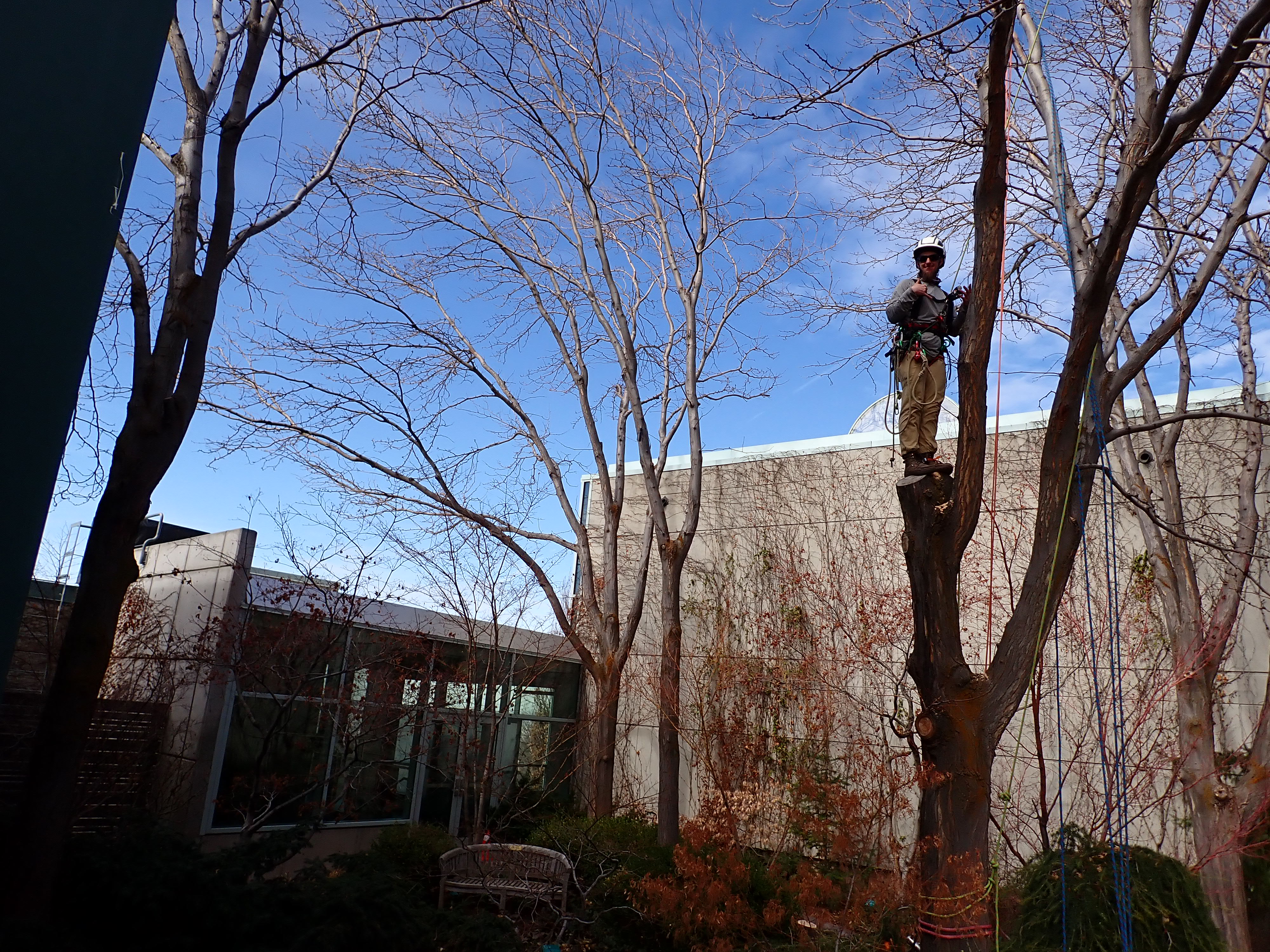 Guest instructor, Charlie Perington, pruning trees at Red Butte Gardens