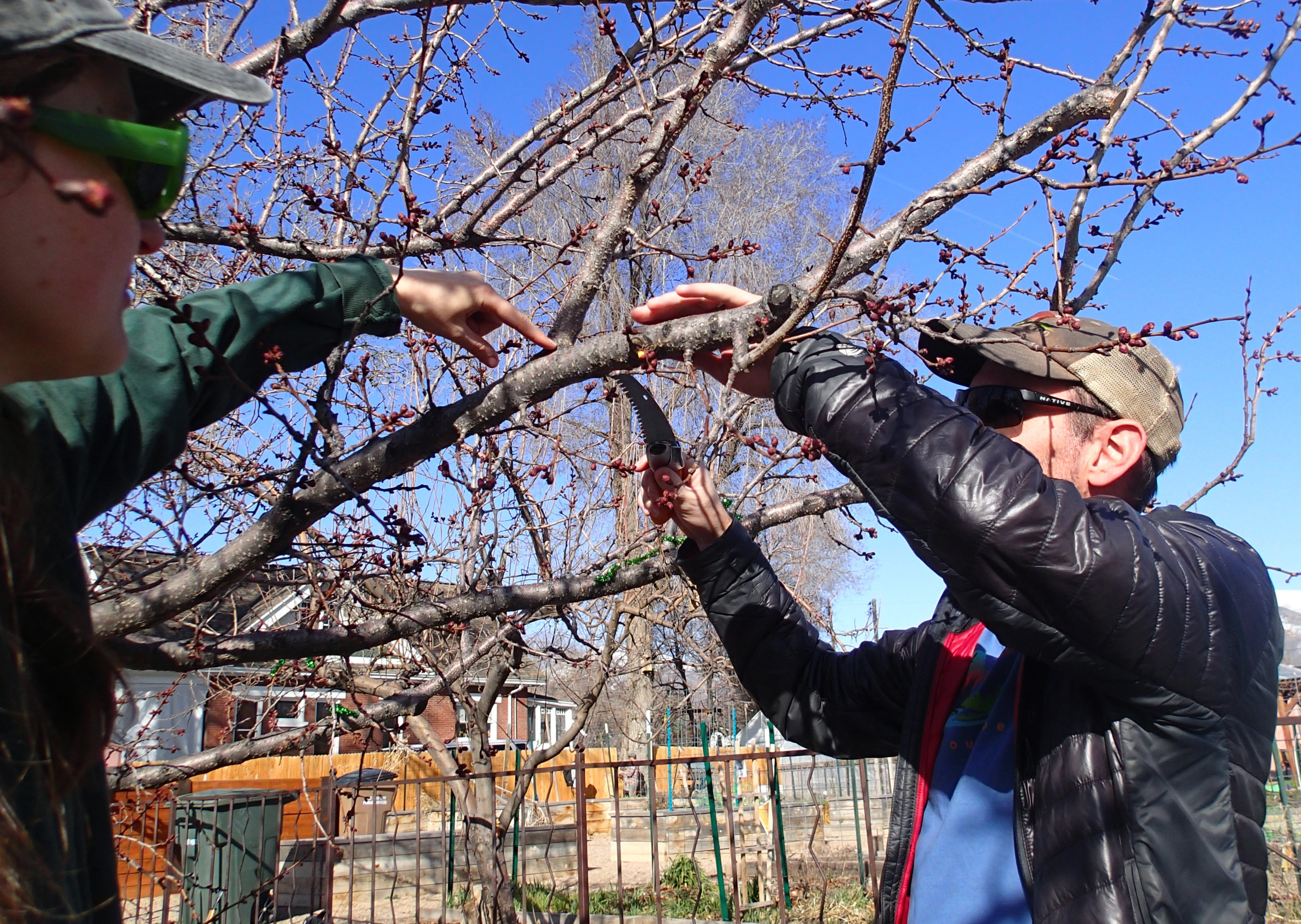 Student pruning fruit tree                                                                                                    