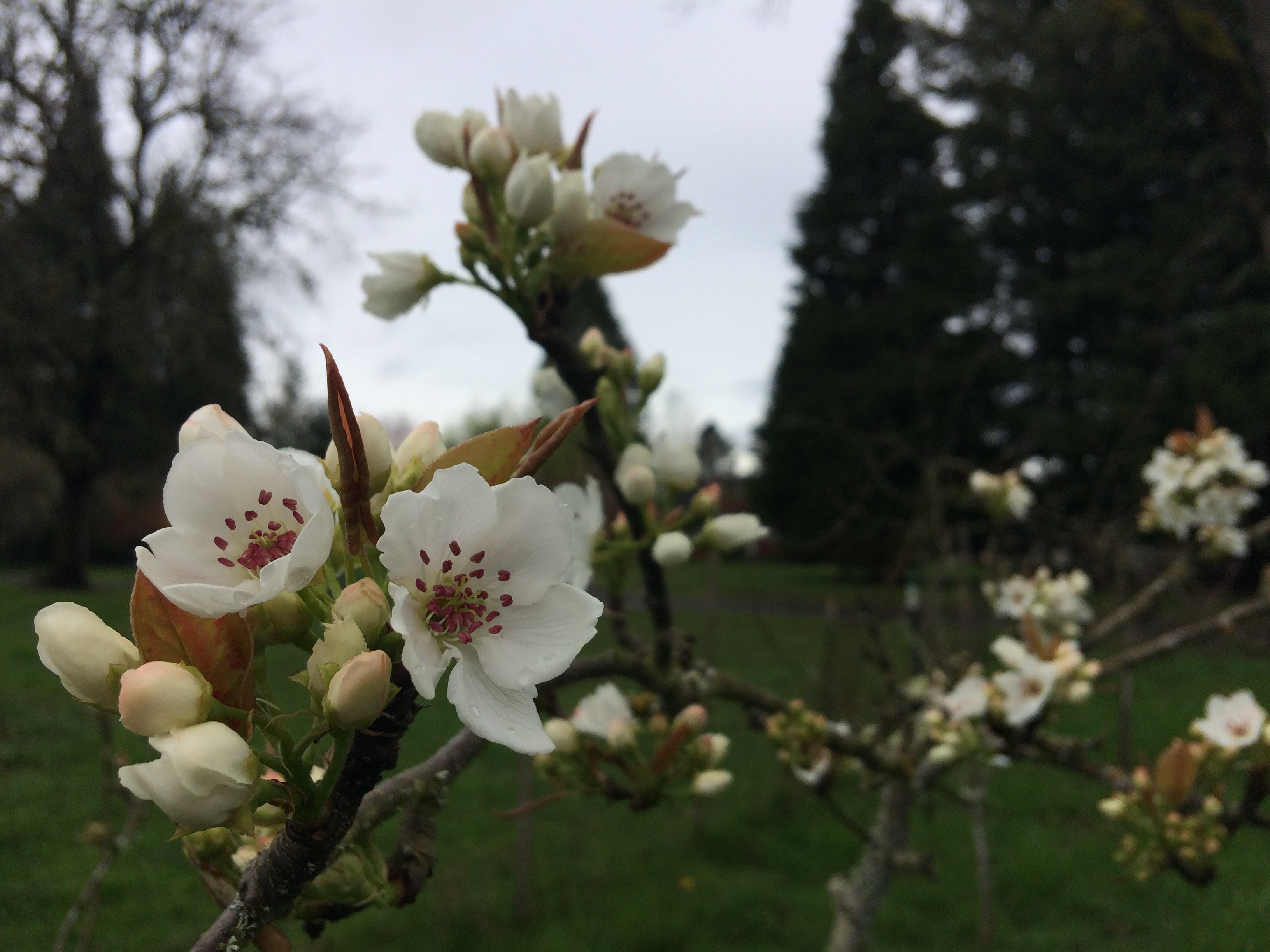 Orchard blooms