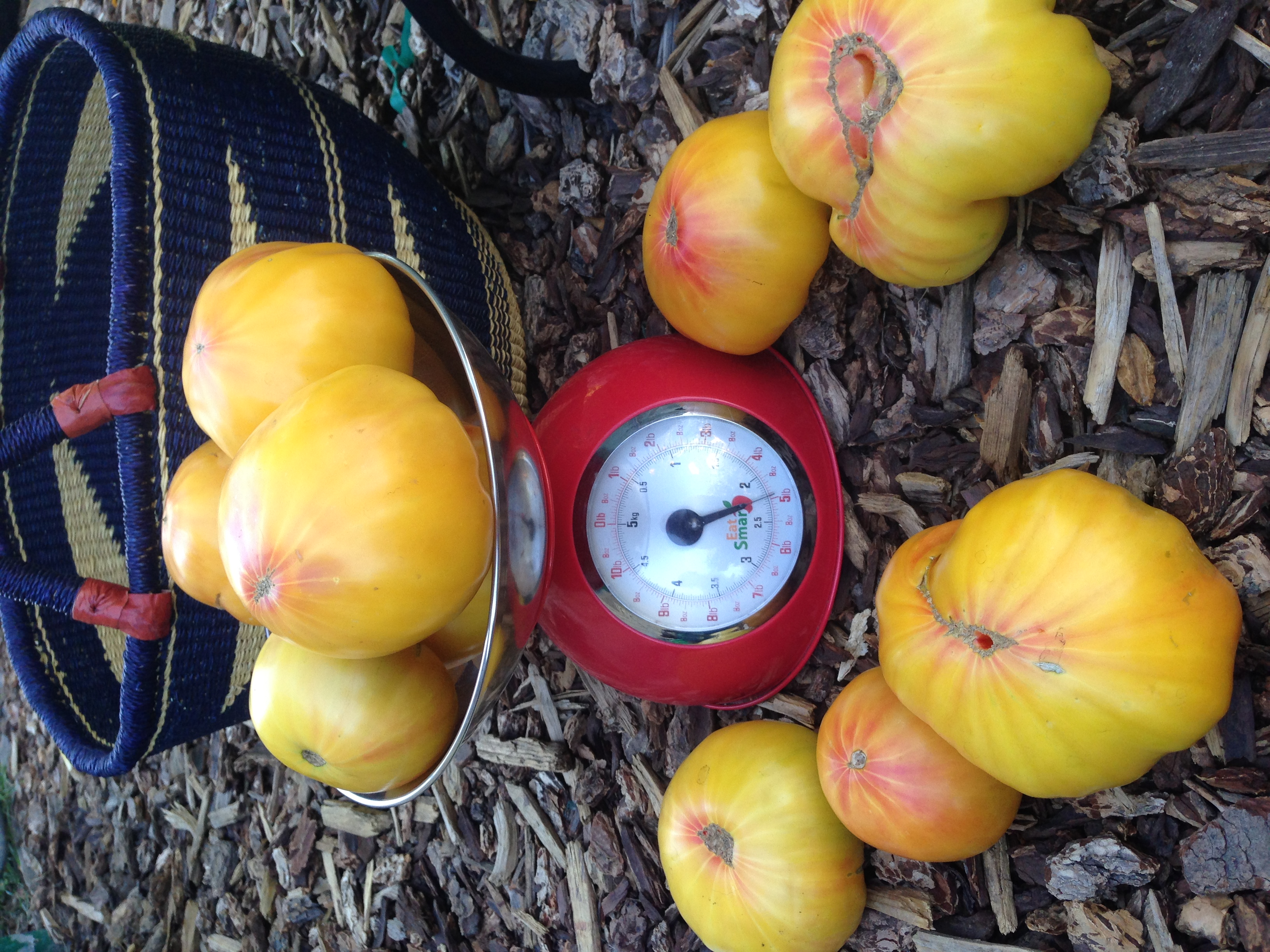 Gold Medal many tomatoes with scale