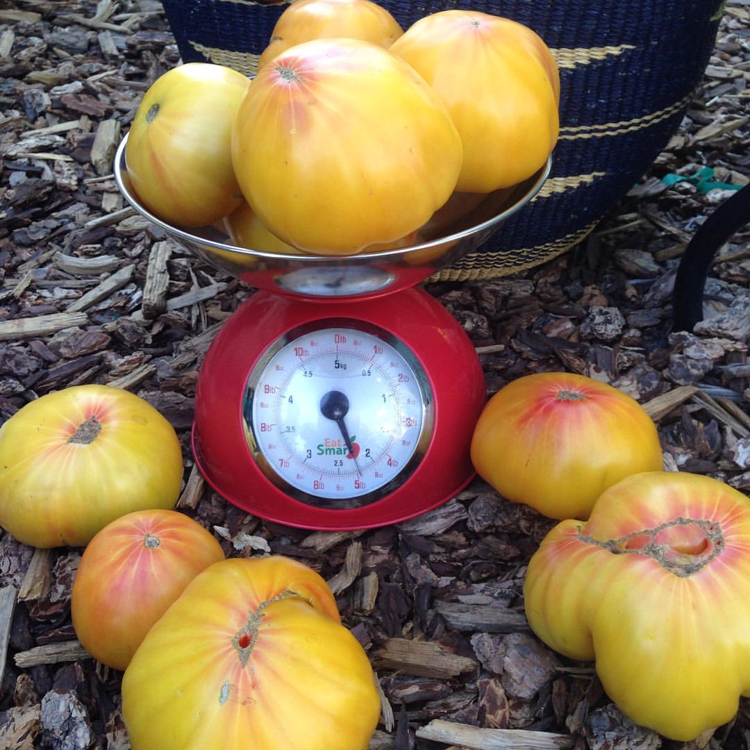 Gold Medal tomatoes on and near scale