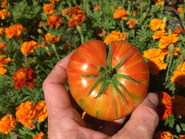 workshopphotos_workshops_wasatch community gardens_salt lake city