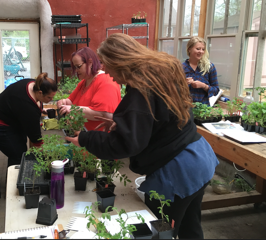 Potting Up in the Greenhouse Students 