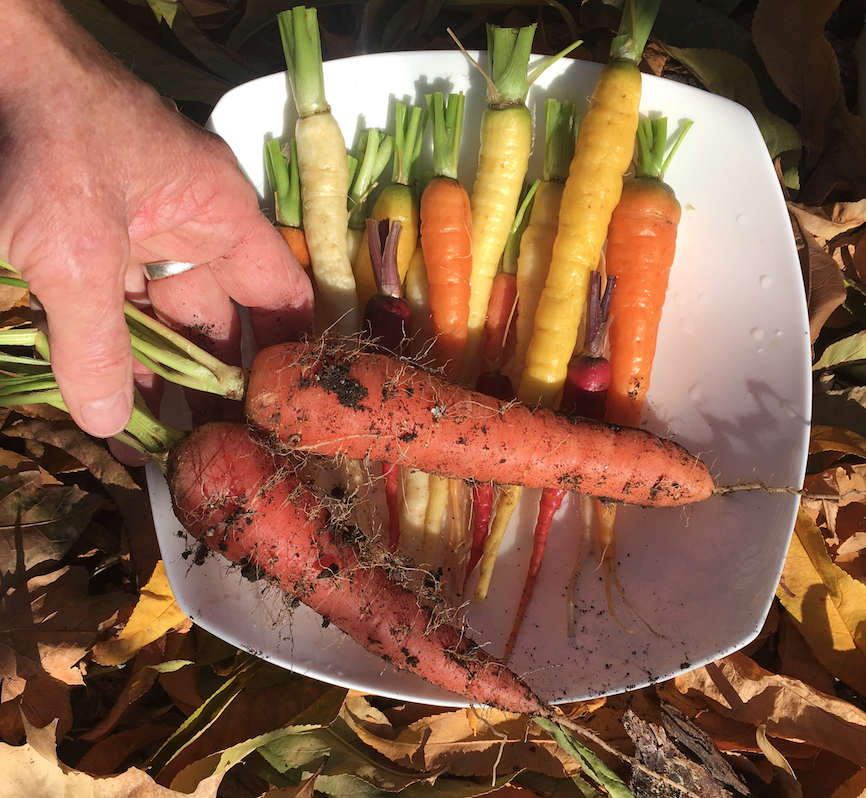 Multi colored carrots in a bowl