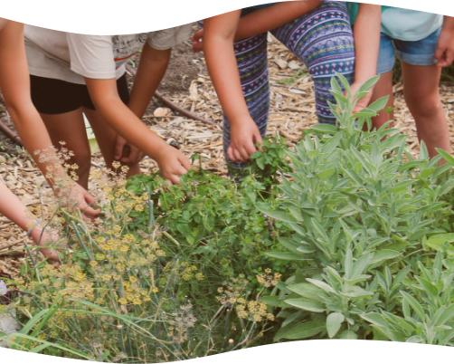 youth and school gardens