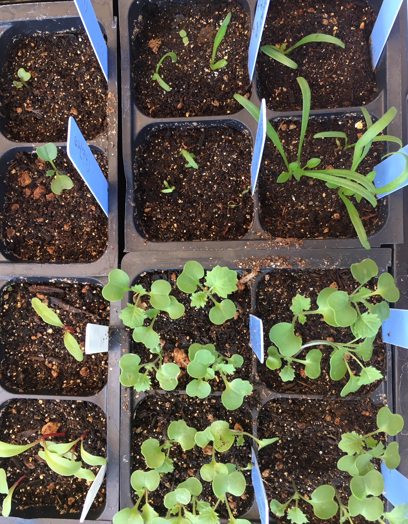 chard mustard spinach starts July 