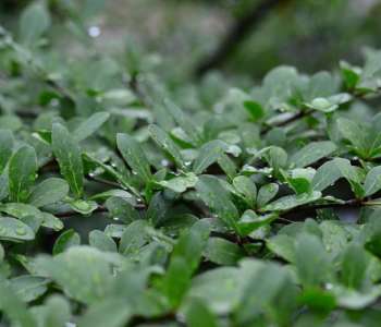 Wasatch Community Gardens - Grow Your Food Resources