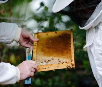 Wasatch Community Gardens - Grow Your Food Resources