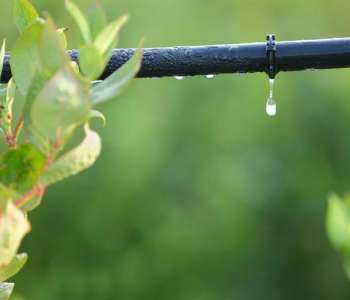 Wasatch Community Gardens - Grow Your Food Resources