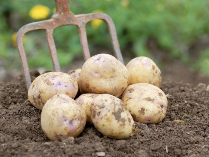 Wasatch Community Gardens - Grow Your Food Resources