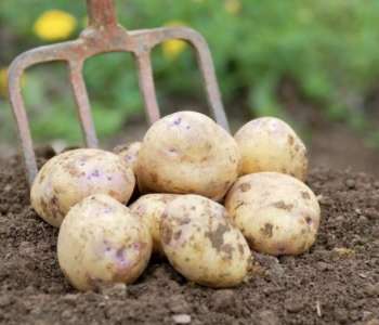 Wasatch Community Gardens - Grow Your Food Resources