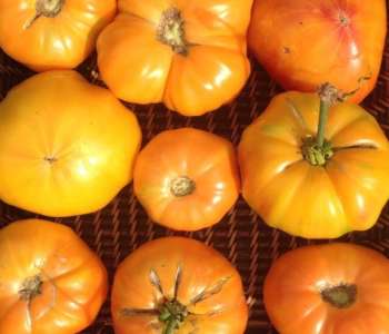 Wasatch Community Gardens - Grow Your Food Resources