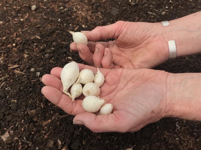 Wasatch Community Gardens - Grow Your Food Resources