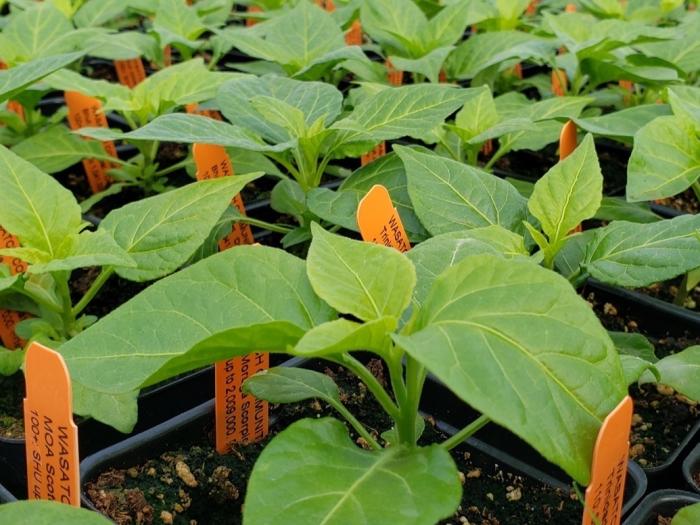 Wasatch Community Gardens - Grow Your Food Resources