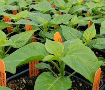 Wasatch Community Gardens - Grow Your Food Resources