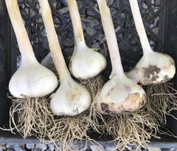 Wasatch Community Gardens - Grow Your Food Resources