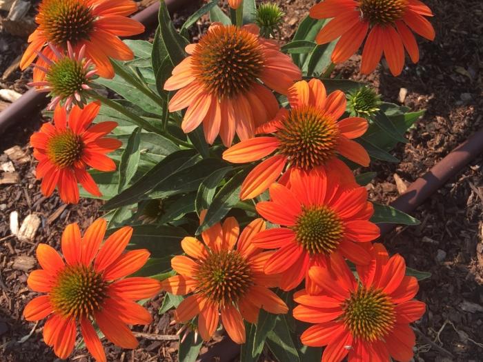 Wasatch Community Gardens - Grow Your Food Resources