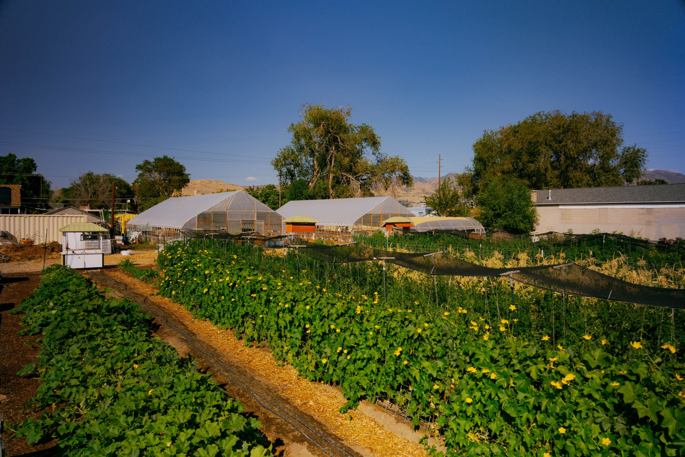Wasatch Community Gardens - City Farm on 1300 South