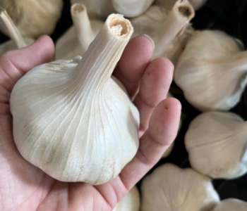 Wasatch Community Gardens - Grow Your Food Resources