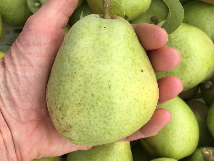 Wasatch Community Gardens - Grow Your Food Resources