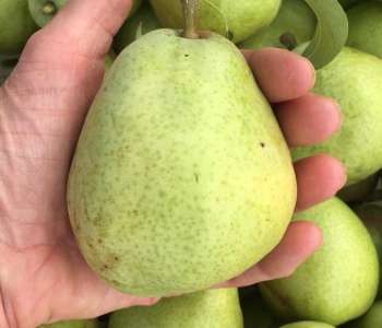 Wasatch Community Gardens - Grow Your Food Resources