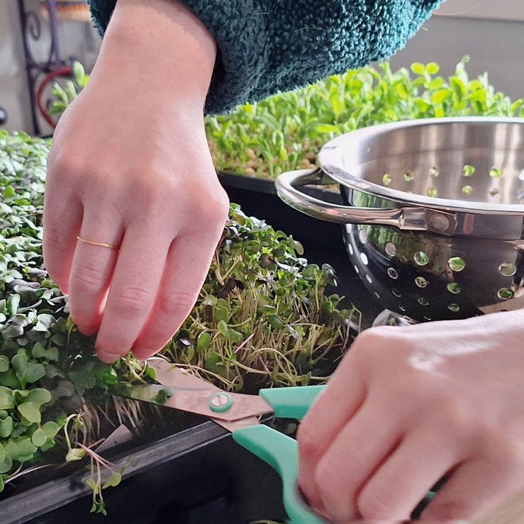 Wasatch Community Gardens - Grow Your Food Resources