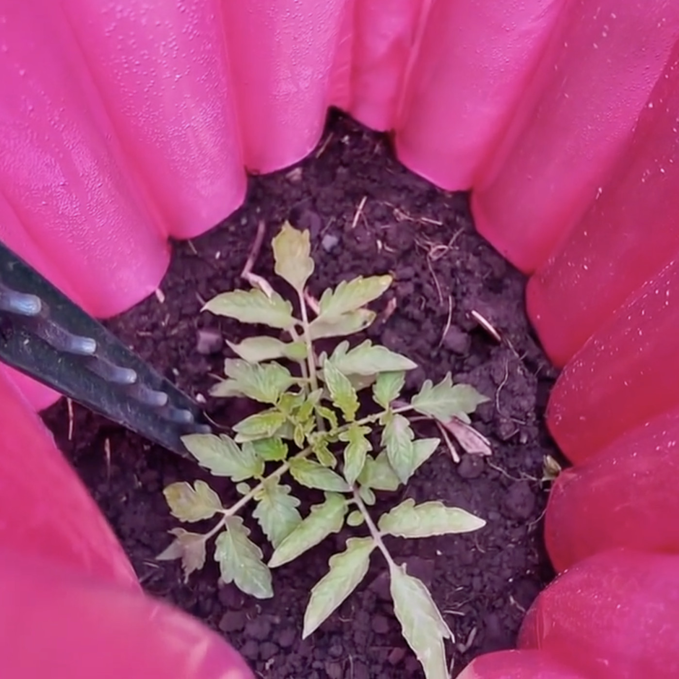 Wasatch Community Gardens - Is 'dry farming' a way to beat the Utah drought?