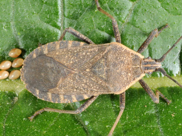 Wasatch Community Gardens - Organic Pest and Disease Management Factsheet