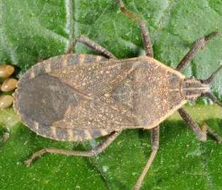Organic Pest and Disease Management Factsheet