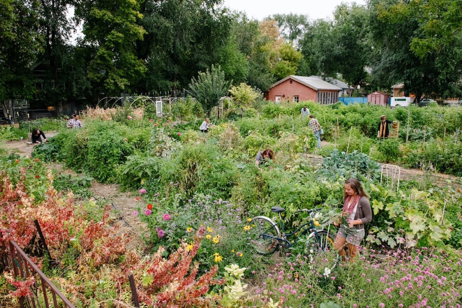 Wasatch Community Gardens - Grateful Tomato Garden