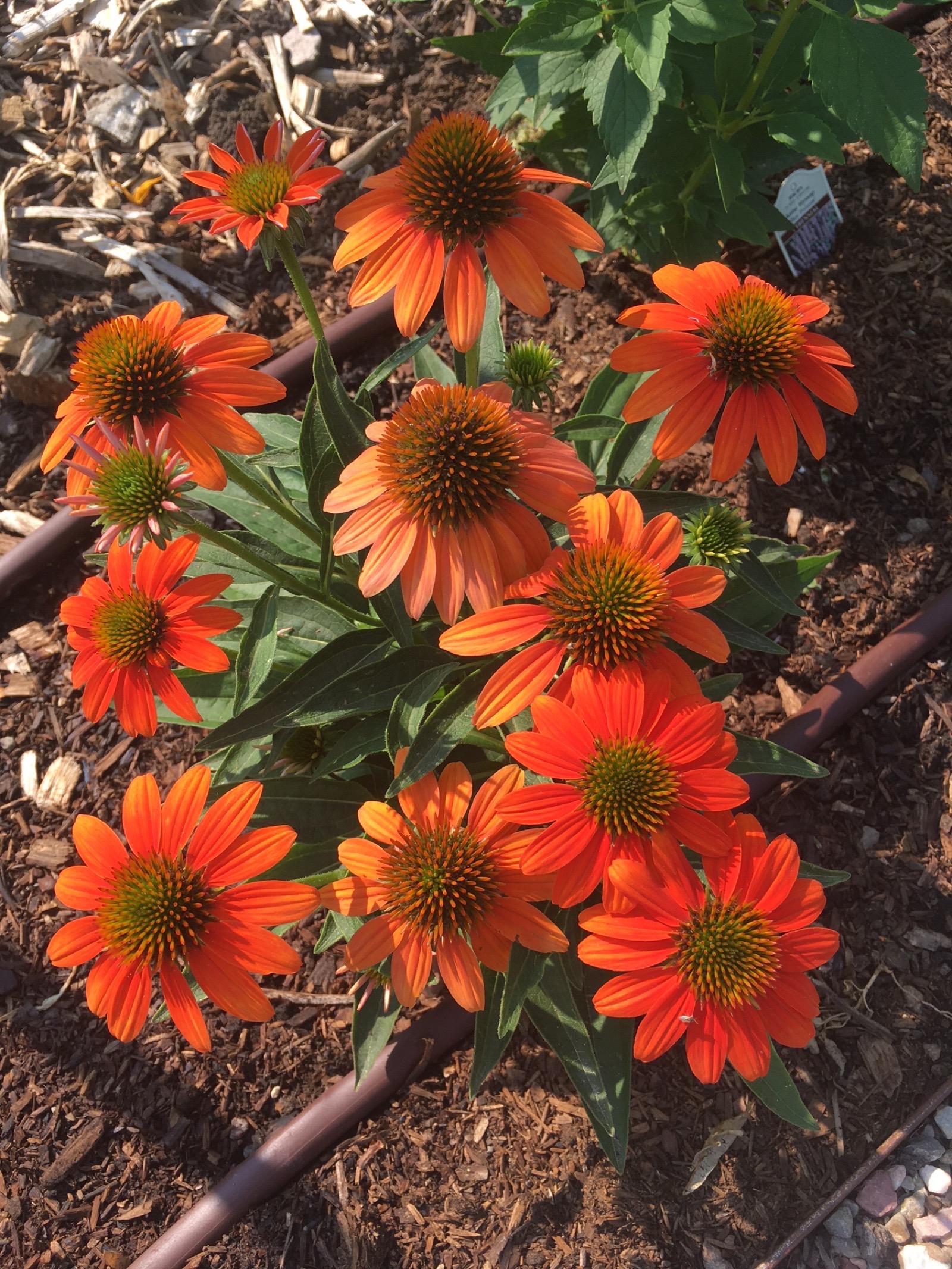 Wasatch Community Gardens - Insectary Plantings