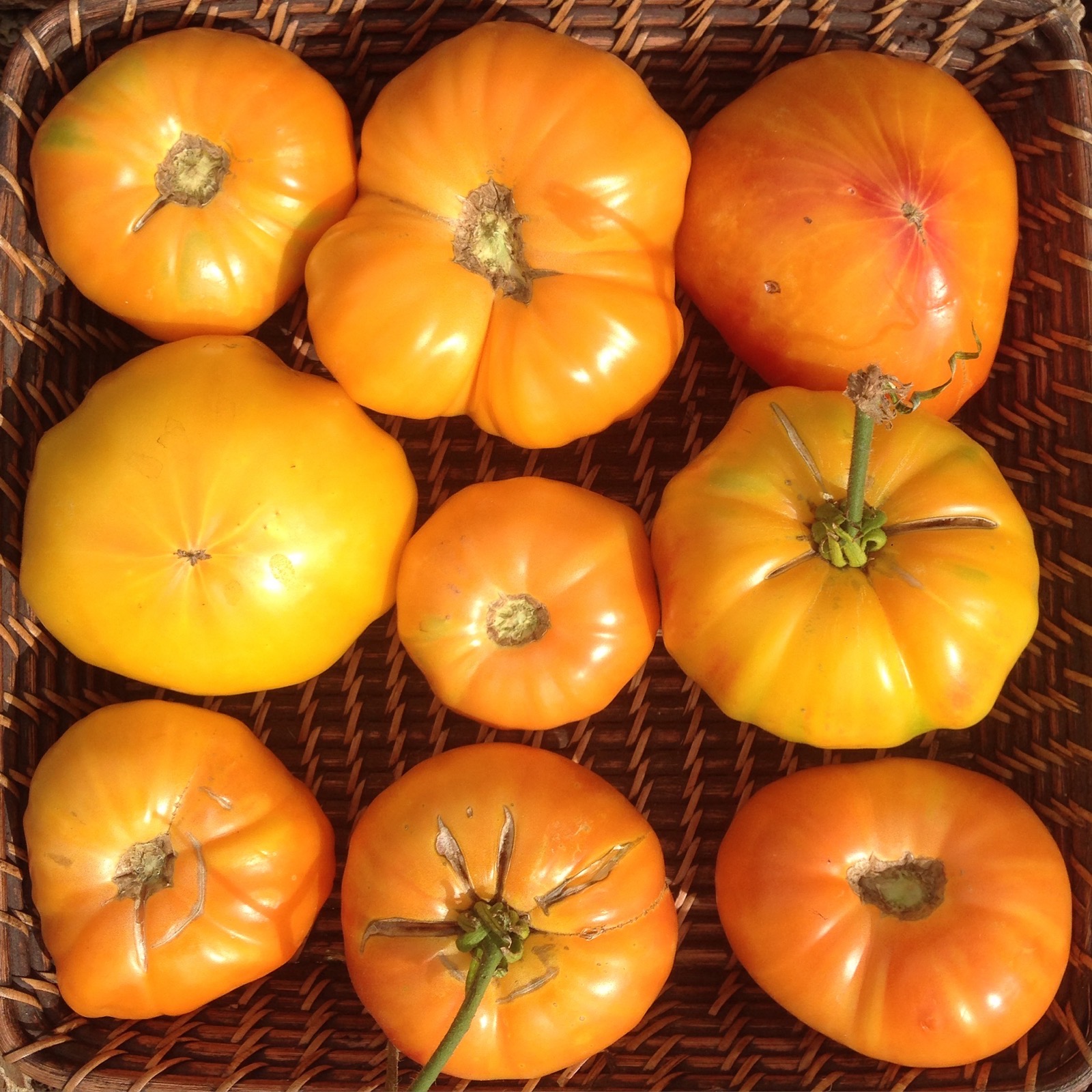 Wasatch Community Gardens - Tomato Trenching: How-To Video
