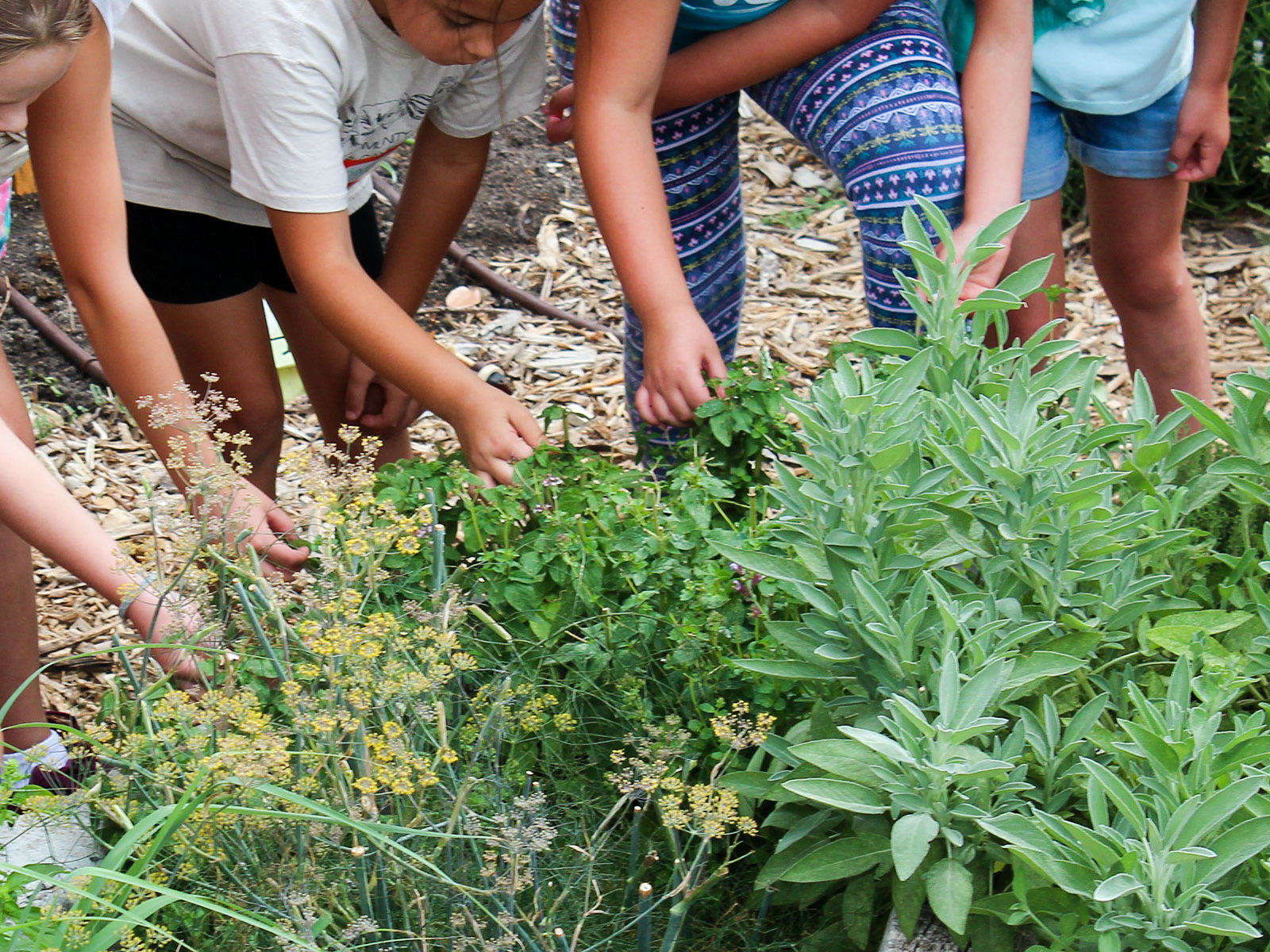 Wasatch Community Gardens - Group Visits
