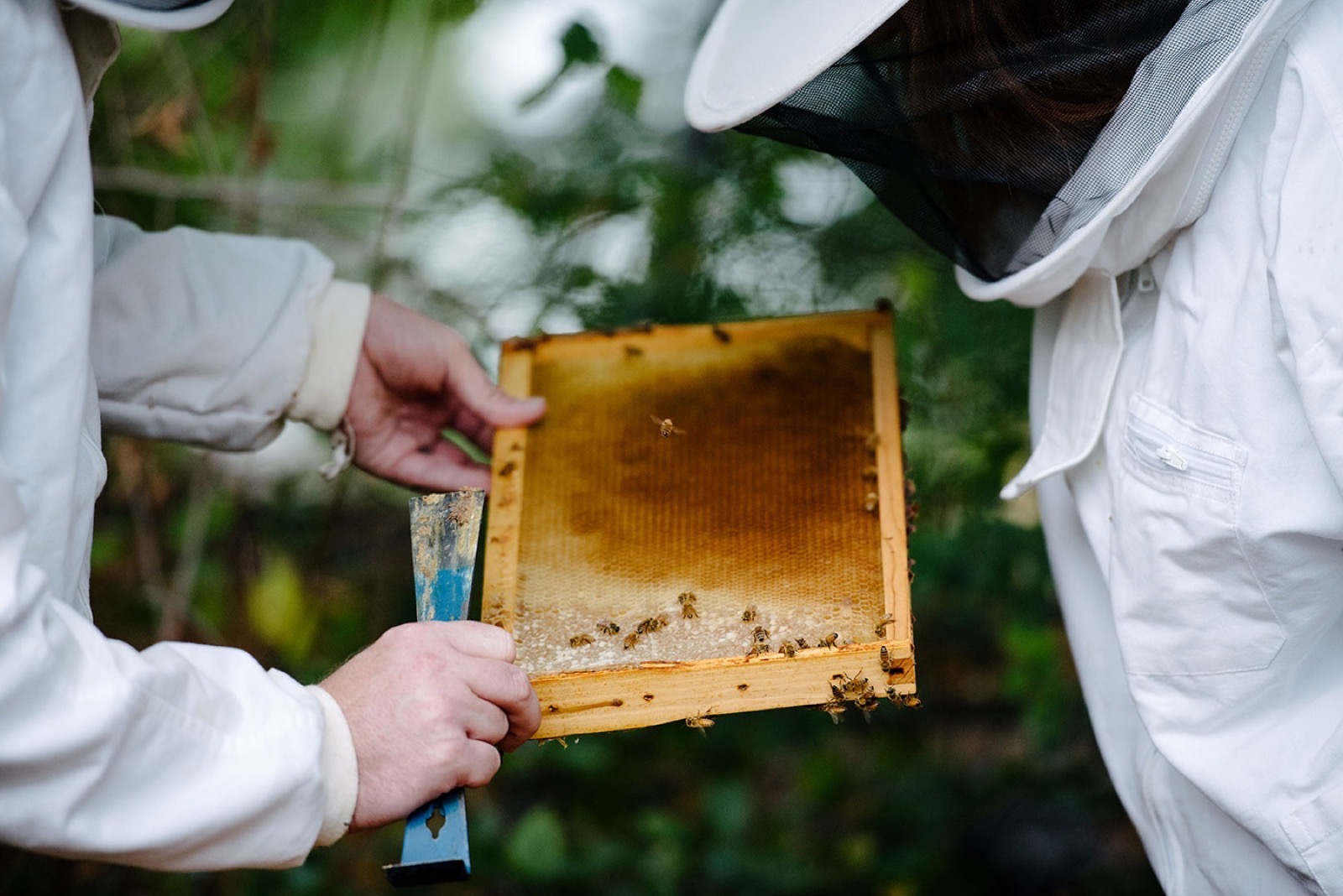 Wasatch Community Gardens - Attracting Pollinators