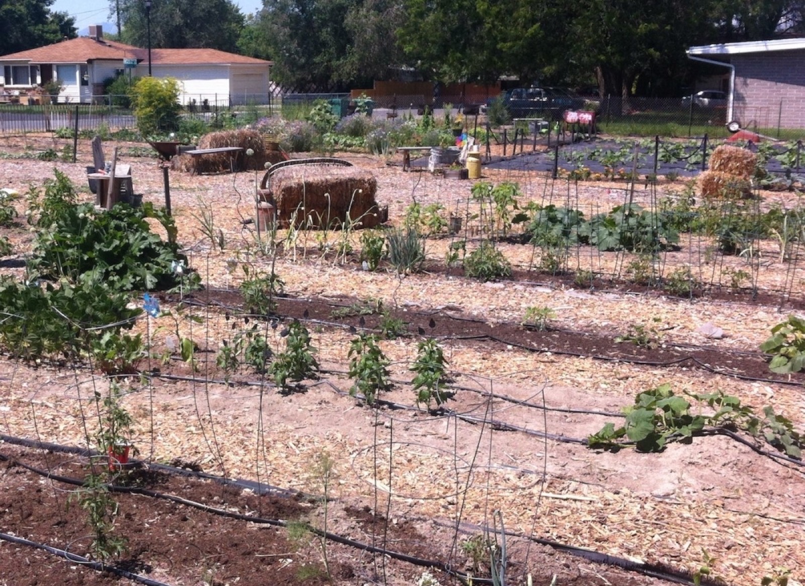 Wasatch Community Gardens - Historic Sandy Community Garden