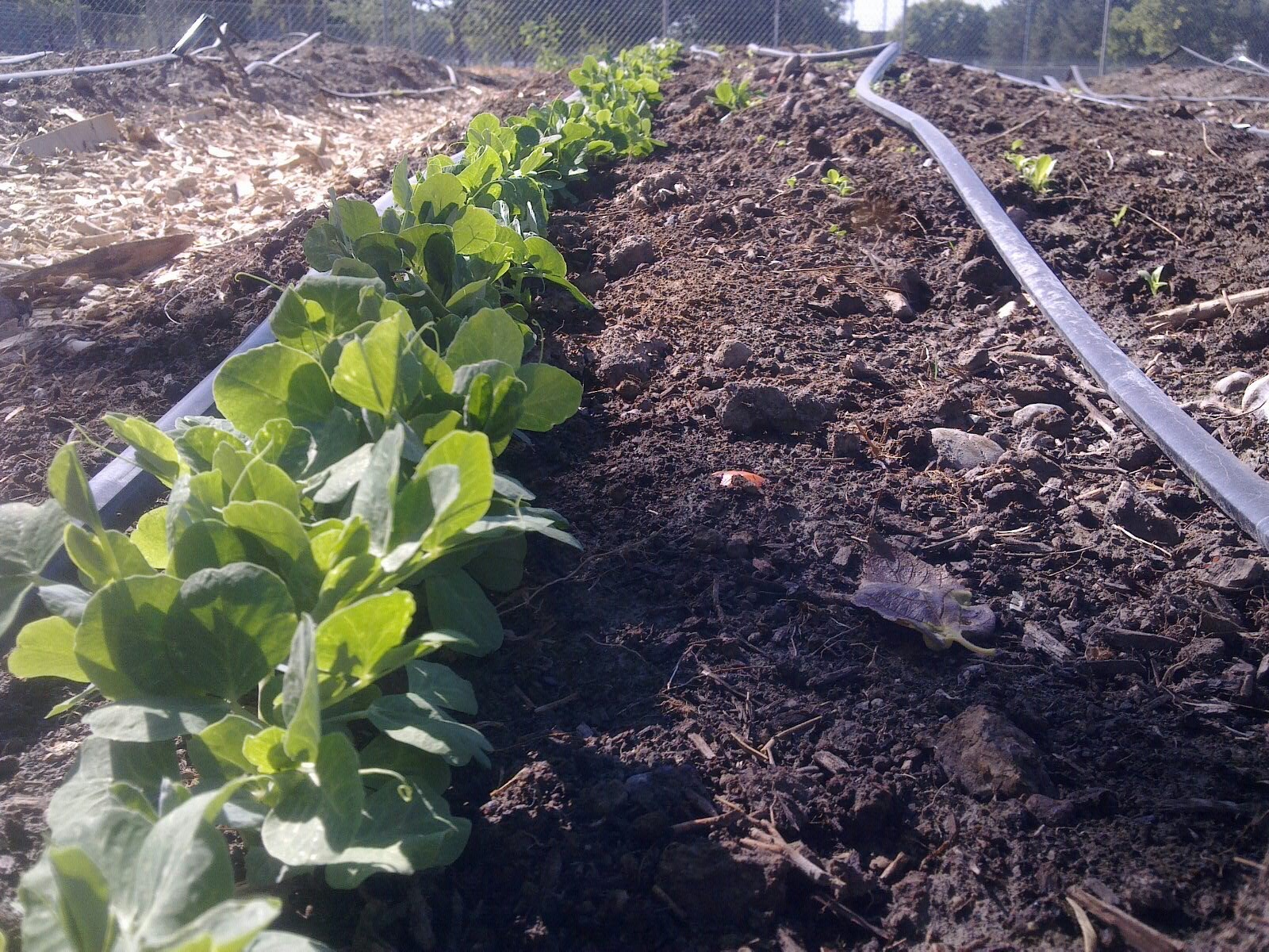 Wasatch Community Gardens - Harmony Park Community Garden