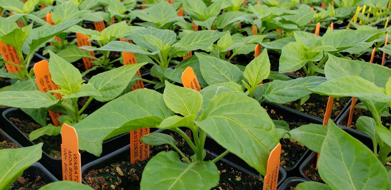 Wasatch Community Gardens - Seedling Care: How-To Video