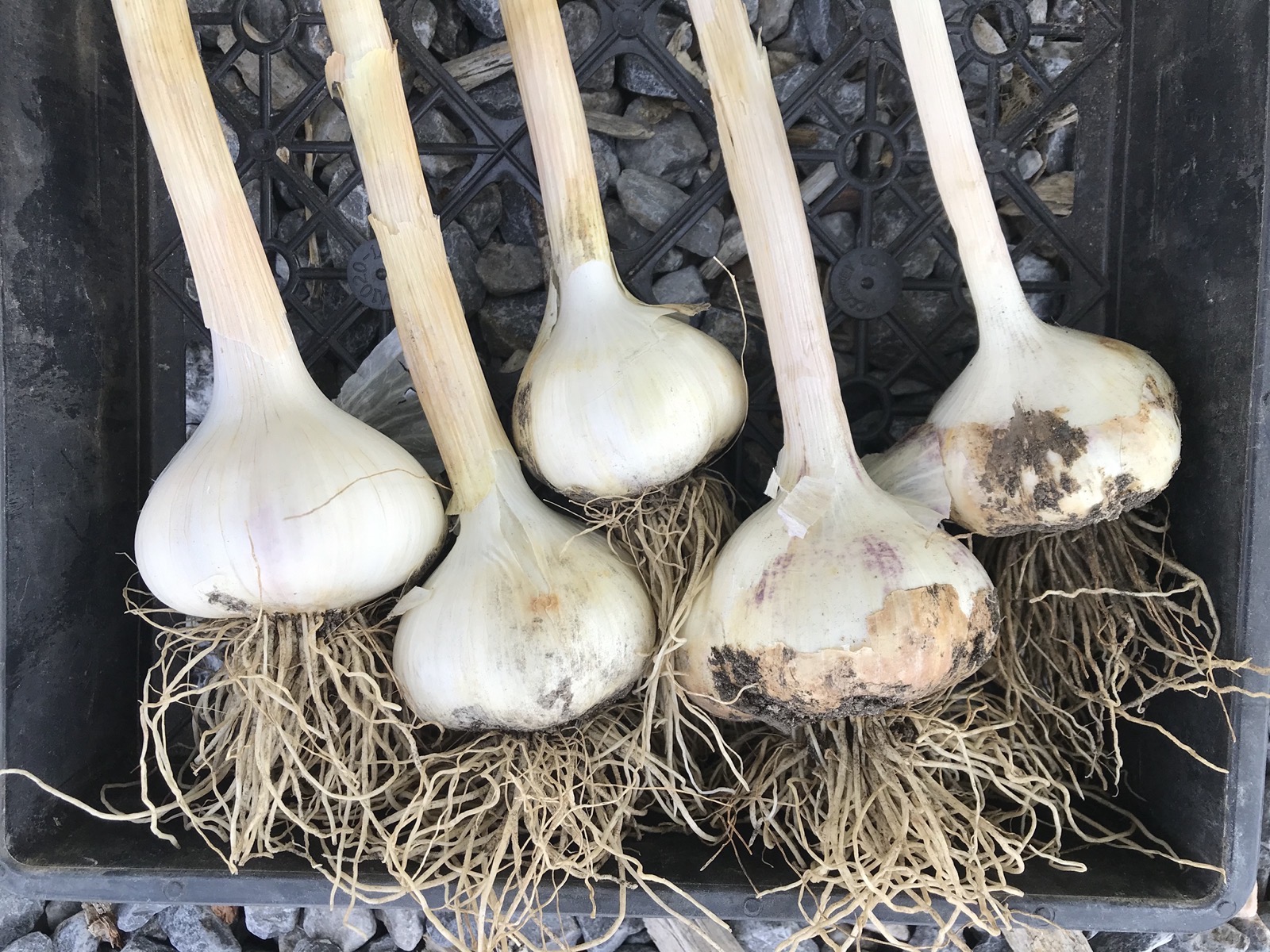 Wasatch Community Gardens - Garlic Harvesting and Curing: How-To Video