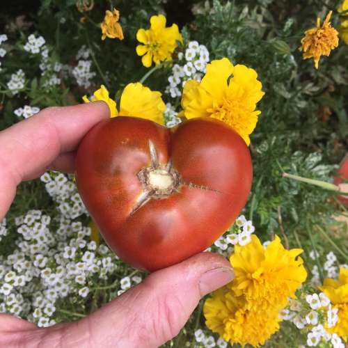 Wasatch Community Gardens - Newsroom